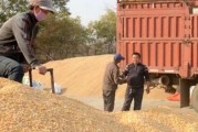 平顶山今日玉米价格多少钱一斤 平顶山今日玉米价格多少钱一斤