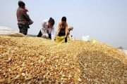 河北武安玉米最新价格