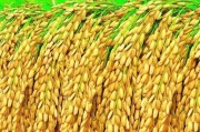 南宁今日猪肉排骨价格行情走势