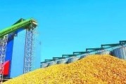 华北玉米价格上涨，此波上涨会持续吗？会持续多久呢