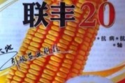 伟科九六六玉米种怎样