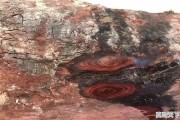 海南黄花梨价格如何？