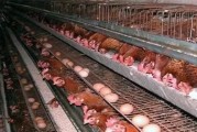新发地鸡胸肉批发价格