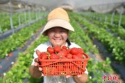 云南江川早熟草莓上市畅销全国