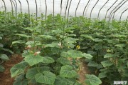 河北省各种蔬菜种植都在什么时间，蔬菜产量是什么情况