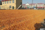 伊春今日玉米价格行情最新