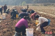 （乡村行·看振兴）山西长治潞城区：红薯“链”动增收 助力乡村发展