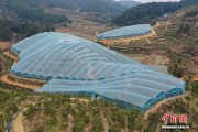（乡村行·看振兴）福建尤溪：科技赋能“黄金果” 大棚种出“致富经”
